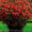 Продам саженцы Айва японская и много других растений (опт от 1000 грн) - <ro>Изображение</ro><ru>Изображение</ru> #2, <ru>Объявление</ru> #1562549
