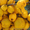 Продам саженцы Айва японская и много других растений (опт от 1000 грн) - <ro>Изображение</ro><ru>Изображение</ru> #3, <ru>Объявление</ru> #1562549