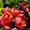 Продам саженцы Айва японская и много других растений (опт от 1000 грн) - <ro>Изображение</ro><ru>Изображение</ru> #4, <ru>Объявление</ru> #1562549