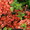 Продам саженцы Айва японская и много других растений (опт от 1000 грн) - <ro>Изображение</ro><ru>Изображение</ru> #6, <ru>Объявление</ru> #1562549