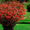 Продам саженцы Айва японская и много других растений (опт от 1000 грн) - <ro>Изображение</ro><ru>Изображение</ru> #7, <ru>Объявление</ru> #1562549