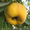 Продам саженцы Айва лесная низкорослая (без кома) и много других растений #1562544