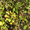Продам саженцы Айва лесная низкорослая (без кома) и много других растений - <ro>Изображение</ro><ru>Изображение</ru> #2, <ru>Объявление</ru> #1562544