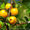 Продам саженцы Айва лесная низкорослая (без кома) и много других растений - <ro>Изображение</ro><ru>Изображение</ru> #3, <ru>Объявление</ru> #1562544