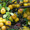 Продам саженцы Айва лесная низкорослая (без кома) и много других растений - <ro>Изображение</ro><ru>Изображение</ru> #4, <ru>Объявление</ru> #1562544