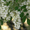 Продам саженцы Акации и много других растений (опт от 1000 грн) - <ro>Изображение</ro><ru>Изображение</ru> #1, <ru>Объявление</ru> #1562547