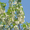 Продам саженцы Акации и много других растений (опт от 1000 грн) - <ro>Изображение</ro><ru>Изображение</ru> #4, <ru>Объявление</ru> #1562547