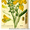 Продам саженцы Акации и много других растений (опт от 1000 грн) - <ro>Изображение</ro><ru>Изображение</ru> #5, <ru>Объявление</ru> #1562547