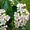 Продам саженцы Черноплодной Рябины (Аронии) и много других растений - <ro>Изображение</ro><ru>Изображение</ru> #2, <ru>Объявление</ru> #1562596