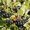 Продам саженцы Черноплодной Рябины (Аронии) и много других растений - <ro>Изображение</ro><ru>Изображение</ru> #3, <ru>Объявление</ru> #1562596