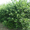 Продам саженцы Черноплодной Рябины (Аронии) и много других растений - <ro>Изображение</ro><ru>Изображение</ru> #5, <ru>Объявление</ru> #1562596