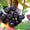 Продам саженцы Черноплодной Рябины (Аронии) и много других растений - <ro>Изображение</ro><ru>Изображение</ru> #6, <ru>Объявление</ru> #1562596