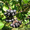 Продам саженцы Черноплодной Рябины (Аронии) и много других растений - <ro>Изображение</ro><ru>Изображение</ru> #9, <ru>Объявление</ru> #1562596