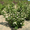 Продам саженцы Черноплодной Рябины (Аронии) и много других растений - <ro>Изображение</ro><ru>Изображение</ru> #10, <ru>Объявление</ru> #1562596