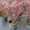 Продам саженцы Барбариса и много других растений (опт от 1000 грн) - <ro>Изображение</ro><ru>Изображение</ru> #9, <ru>Объявление</ru> #1562550
