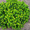 Продам саженцы Барбариса и много других растений (опт от 1000 грн) - <ro>Изображение</ro><ru>Изображение</ru> #1, <ru>Объявление</ru> #1562550