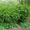 Продам саженцы Барбариса и много других растений (опт от 1000 грн) - <ro>Изображение</ro><ru>Изображение</ru> #5, <ru>Объявление</ru> #1562550