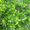 Продам саженцы Барбариса и много других растений (опт от 1000 грн) - <ro>Изображение</ro><ru>Изображение</ru> #7, <ru>Объявление</ru> #1562550