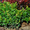 Продам саженцы Барбариса и много других растений (опт от 1000 грн) - <ro>Изображение</ro><ru>Изображение</ru> #8, <ru>Объявление</ru> #1562550
