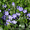 Продам саженцы Барвинка и много других растений (опт от 1000 грн) - <ro>Изображение</ro><ru>Изображение</ru> #9, <ru>Объявление</ru> #1562593