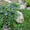Продам саженцы Барвинка и много других растений (опт от 1000 грн) - <ro>Изображение</ro><ru>Изображение</ru> #10, <ru>Объявление</ru> #1562593