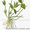 Продам саженцы Барвинка и много других растений (опт от 1000 грн) #1562593