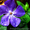 Продам саженцы Барвинка и много других растений (опт от 1000 грн) - <ro>Изображение</ro><ru>Изображение</ru> #3, <ru>Объявление</ru> #1562593