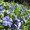 Продам саженцы Барвинка и много других растений (опт от 1000 грн) - <ro>Изображение</ro><ru>Изображение</ru> #4, <ru>Объявление</ru> #1562593