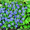 Продам саженцы Барвинка и много других растений (опт от 1000 грн) - <ro>Изображение</ro><ru>Изображение</ru> #7, <ru>Объявление</ru> #1562593