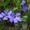 Продам саженцы Барвинка и много других растений (опт от 1000 грн) - <ro>Изображение</ro><ru>Изображение</ru> #8, <ru>Объявление</ru> #1562593