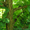 Продам саженцы Береста и много других растений (опт от 1000 грн) - <ro>Изображение</ro><ru>Изображение</ru> #1, <ru>Объявление</ru> #1562814