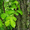 Продам саженцы Береста и много других растений (опт от 1000 грн) - <ro>Изображение</ro><ru>Изображение</ru> #2, <ru>Объявление</ru> #1562814