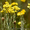 Продам саженцы Бессмертник и много других растений (опт от 1000 грн) - <ro>Изображение</ro><ru>Изображение</ru> #4, <ru>Объявление</ru> #1562586