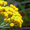 Продам саженцы Бессмертник и много других растений (опт от 1000 грн) - <ro>Изображение</ro><ru>Изображение</ru> #6, <ru>Объявление</ru> #1562586