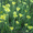 Продам саженцы Бессмертник и много других растений (опт от 1000 грн) - <ro>Изображение</ro><ru>Изображение</ru> #7, <ru>Объявление</ru> #1562586