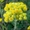 Продам саженцы Бессмертник и много других растений (опт от 1000 грн) - <ro>Изображение</ro><ru>Изображение</ru> #8, <ru>Объявление</ru> #1562586