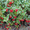 Продам саженцы Брусники и много других растений (опт от 1000 грн) - <ro>Изображение</ro><ru>Изображение</ru> #7, <ru>Объявление</ru> #1562584