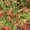 Продам саженцы Брусники и много других растений (опт от 1000 грн) - <ro>Изображение</ro><ru>Изображение</ru> #10, <ru>Объявление</ru> #1562584