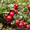 Продам саженцы Брусники и много других растений (опт от 1000 грн) - <ro>Изображение</ro><ru>Изображение</ru> #1, <ru>Объявление</ru> #1562584