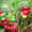Продам саженцы Брусники и много других растений (опт от 1000 грн) - <ro>Изображение</ro><ru>Изображение</ru> #2, <ru>Объявление</ru> #1562584