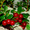 Продам саженцы Брусники и много других растений (опт от 1000 грн) - <ro>Изображение</ro><ru>Изображение</ru> #3, <ru>Объявление</ru> #1562584