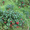 Продам саженцы Брусники и много других растений (опт от 1000 грн) - <ro>Изображение</ro><ru>Изображение</ru> #4, <ru>Объявление</ru> #1562584