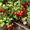 Продам саженцы Брусники и много других растений (опт от 1000 грн) - <ro>Изображение</ro><ru>Изображение</ru> #5, <ru>Объявление</ru> #1562584