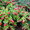 Продам саженцы Брусники и много других растений (опт от 1000 грн) - <ro>Изображение</ro><ru>Изображение</ru> #6, <ru>Объявление</ru> #1562584