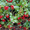 Продам саженцы Брусники и много других растений (опт от 1000 грн) - <ro>Изображение</ro><ru>Изображение</ru> #9, <ru>Объявление</ru> #1562584