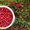 Продам саженцы Брусники и много других растений (опт от 1000 грн) - <ro>Изображение</ro><ru>Изображение</ru> #8, <ru>Объявление</ru> #1562584