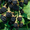 Продам саженцы Ежевики и много других растений (опт от 1000 грн) - <ro>Изображение</ro><ru>Изображение</ru> #1, <ru>Объявление</ru> #1562832