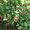 Продам саженцы Ежевики и много других растений (опт от 1000 грн) - <ro>Изображение</ro><ru>Изображение</ru> #2, <ru>Объявление</ru> #1562832