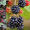 Продам саженцы Ежевики и много других растений (опт от 1000 грн) - <ro>Изображение</ro><ru>Изображение</ru> #3, <ru>Объявление</ru> #1562832