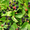 Продам саженцы Ежевики и много других растений (опт от 1000 грн) - <ro>Изображение</ro><ru>Изображение</ru> #4, <ru>Объявление</ru> #1562832